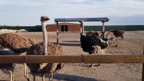 Ostrich on an ostrich farm. Ostrich farm. Growing ostriches