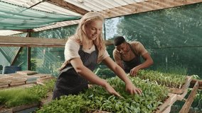 Caucasian male and female farmers working in green house looking after fresh vegetables 