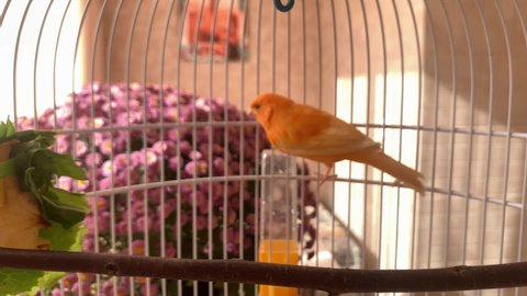 A beautiful red canary in a cage flies and jumps on a perch. In the background there are beautiful flowers.
