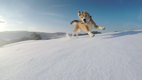 Slow motion beagle galloping through deep snow raising snow dust on clear sunny day. Environment, animals concept.
