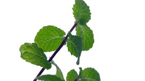 Indoor plant peppermint growing on a windowsill in a flower pot video clip close-up