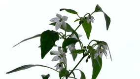 Indoor plant dwarf hot pepper blooms on a windowsill in a flower pot video clip close-up