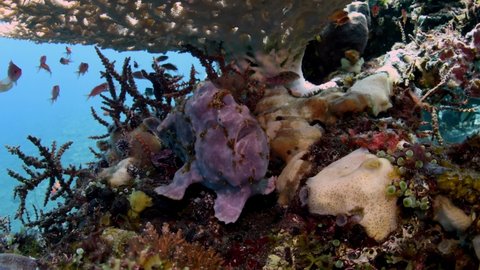 Giant Frogfish living under a coral and yawning. Underwater world of Tulamben, Bali, Indonesia. 4k video.