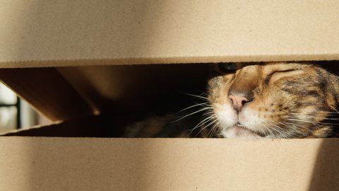Bengal cat sitting in cardboard box in living room. Brown kitten with big green eyes close-up. Furry pedigreed pet relaxing. Little best friends. Keeping domestic animal at home.