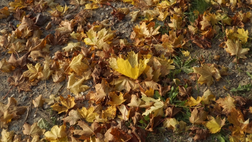Autumn has come. Dry tree leaves on a sunny day in the fall season time at the roadside. The fallen maple leaves in yellow to brown hue on the ground tremble in the wind.