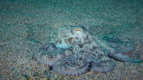 The brightly colored Common octopus (Octopus vulgaris) spreads out on the bottom for camouflage, close-up.