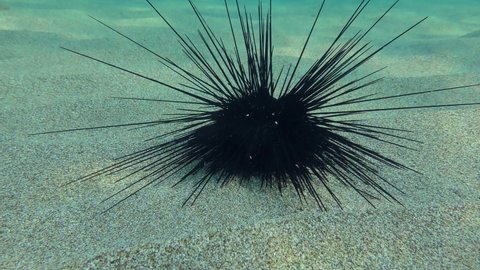 Black longspine urchin or Long-spined sea urchin (Diadema setosum) slowly crawls along the sandy bottom. Mediterranean.