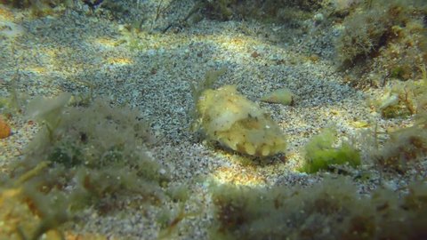 Common cuttlefish (Sepia officinalis) swims slowly over a sandy bottom and hides behind a rock.