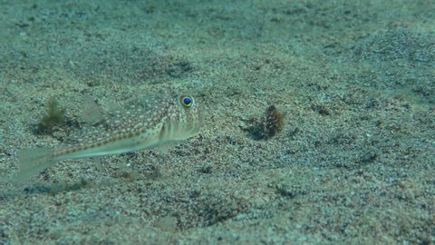 Yellowspotted Puffer or Studded Pufferfish (Torquigener flavimaculosus) swims slowly over the sandy bottom in search of food. Mediterranean.
