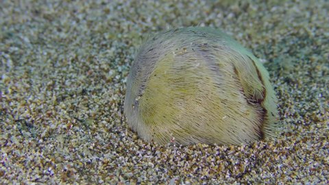 Heart urchin or Sea Potato (Echinocardium cordatum) buries in the sandy bottom. Mediterranean, Greece.