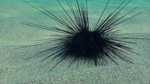 Black longspine urchin or Long-spined sea urchin (Diadema setosum) on the sandy seabed, sways to the beat of the waves.