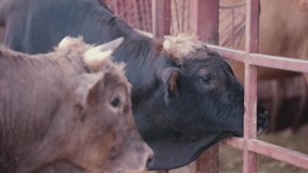 Black and brown cow standing side by side on the farm. 4K Video