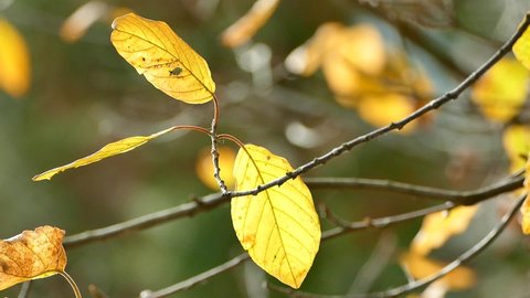 Few yellow autumn leaves in sunlight flutter in the wind, closeup