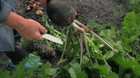 A woman scrape a radish with a knife at that has just been picked from the ground. Close-up shooting