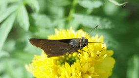 Close-up video of Grass Bob butterfly are eating nectar from yellow marigold , a butterfly stabbing a tube into the petals, then move to other petals in same flower.