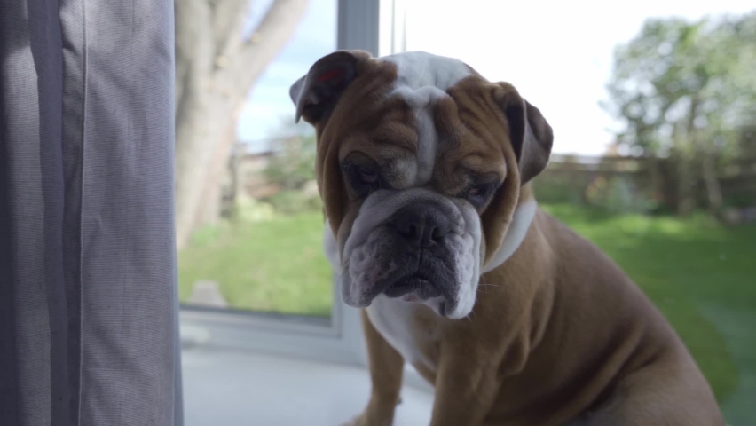 8 Grumpy dog face Stock Video Footage - 4K and HD Video Clips ...