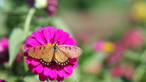 Close up video view from above of purple Zinnia flower see back wing of Tawny Coster butterfly (Acraea violae) are eating nectar and flutter wing back and forth.