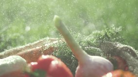 close up video of various colorful raw vegetables