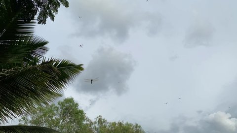 Lots of dragonfly are flying in the sky with tree and cloudy sky background. 
