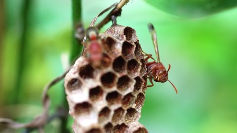 Asia hornet, busy building a hornet's nest.                   
