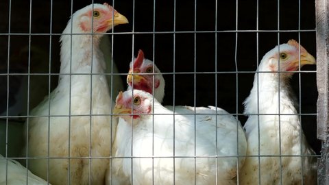Young white poultry in a cage on a farm of chickens and roosters. 