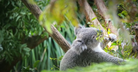 Australia forest and fauna. Koala bear eating gum-tree leaves