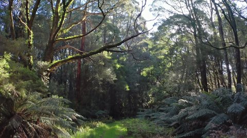 Great Otway National Park nature trail in rainforest. Australia Victoria