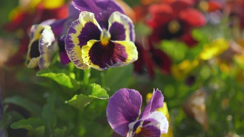 Vibrant color garden pansy or viola flowers, sun shines on petals, closeup detail, camera slides left to right