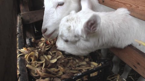 22 Farm Animals Colouring Images Kids Stock Video Footage - 4K and HD Video Clips | Shutterstock 22 Farm Animals Colouring Images Kids Stock Video Footage - 4K and HD Video Clips | Shutterstock