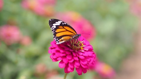 The common tiger moth (Danaus chrysippus) rests on purple zinnia flowers to warm up in the morning sun, and try to flapping wings.