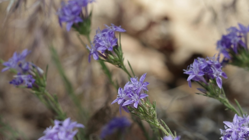 Purple flowering terminal determinate cymose head inflorescences of Giant Woolystar, Eriastrum Densifolium, Polemoniaceae, native perennial herb in Barton Flats, San Bernardino Mountains, Summer.