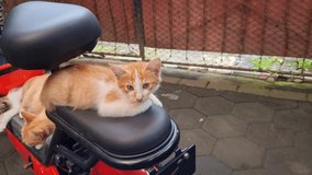 Brown cat with white combination on a bicycle