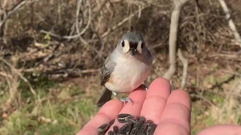 A man's hand that is filled with sunflower seeds. His palm is outstretched and tufted titmouses and chickadees are landing on his hand to grab seeds.