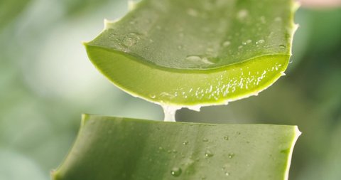a drop of water flows down a leaf of aloe vera