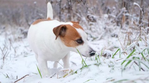 Funny Jack Russell Terrier dog eating green grass from under the snow with pleasure, wagging its tail, looking into the distance. Walking dogs in a nature park in winter, caring for pets.