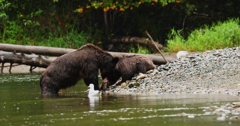 Two Grizzly Bears Scavenging On Fresh Meat By The River With European Herring Gull Swimming At Great Bear Rainforest In British Columbia, Canada. wide