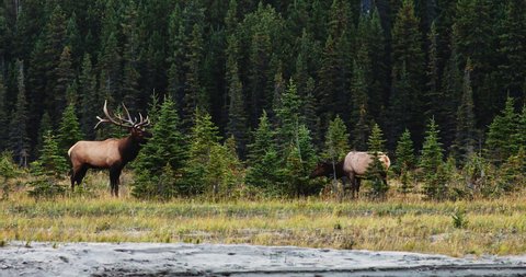 Bull Elk Standing And Bugling Near A Cow Elk In The Forest During Mating Season (Rut) In Alberta, Canada. wide