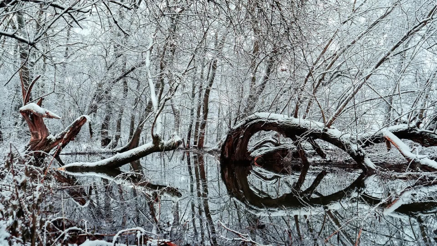 frost driftwood and trees on a river in snow, Poland 