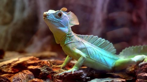Lizard is green in a terrarium with bark. Green monitor lizard.