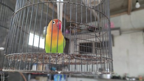 A colorful Lovebird in a metal cage