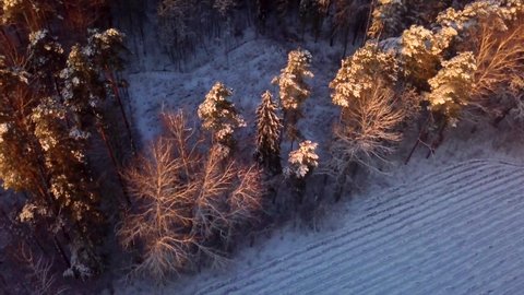 4k AERIAL with winter, snowy forest in golden light.