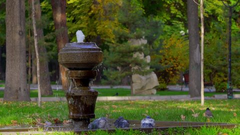 A crow flies in and drinks water from a fountain in the park