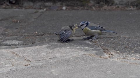 Parent Feeding Blue Tit Fledgling That Has Just Left The Nest