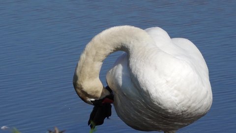 swan standing in the water and  preening feather