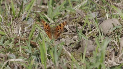 Comma Butterfly Basking on the Ground