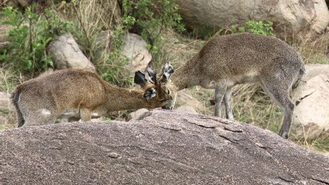 Klipspringer (Oreotragus Oreotragus) couple grooming on rocks