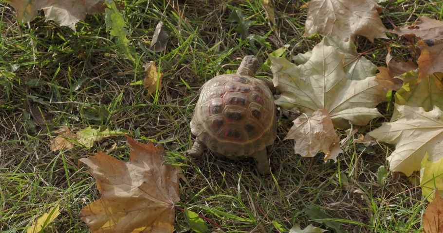 Domestic pet reptile. terrestrial turtle on a walk | Shutterstock HD Video #1083310210