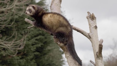Captive polecat sitting on a branch