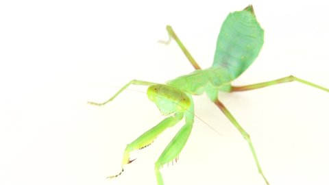 4K praying mantis dansing on a white background mantis, insect, bug, praying mantis, animal, nature, praying, macro, predator, closeup, wildlife, wild, white background, mantis religiosa, eyes