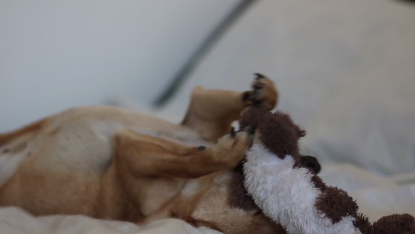 Close-up of dog playing with toy on the bed. Mixed-breed female fawn dog lying down on the back and holding a brown plushie squirrel between the paws Royalty-Free Stock Footage #1083310639